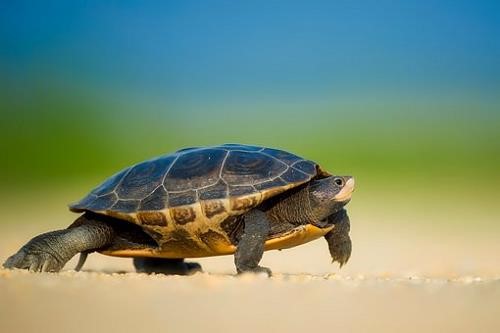 Mơ thấy con rùa có thể ẩn chứa những điều may mắn cho bạn